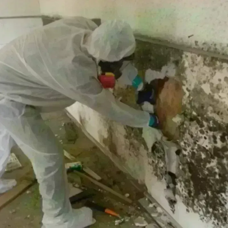 Mold Remediation and Removal in Mosinee, WI